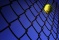 resized_ballonfence2 copy.jpg